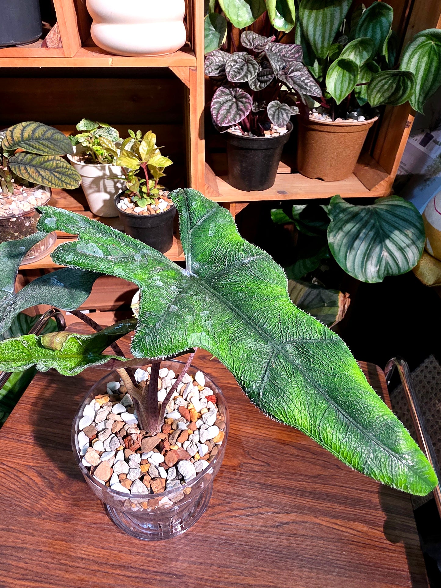 Alocasia jacklyn 傑克林海芋