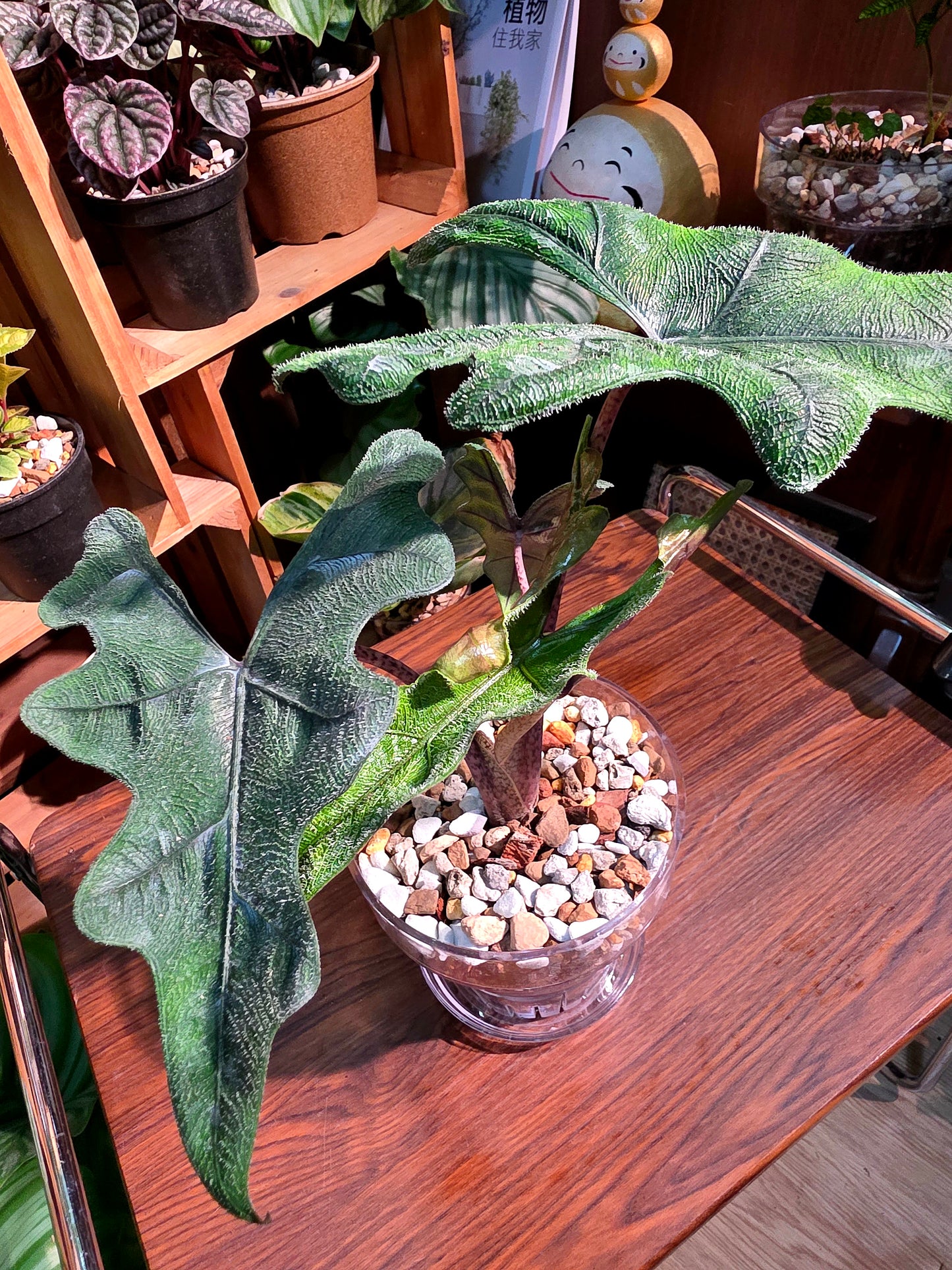 Alocasia jacklyn 傑克林海芋