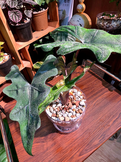Alocasia jacklyn 傑克林海芋