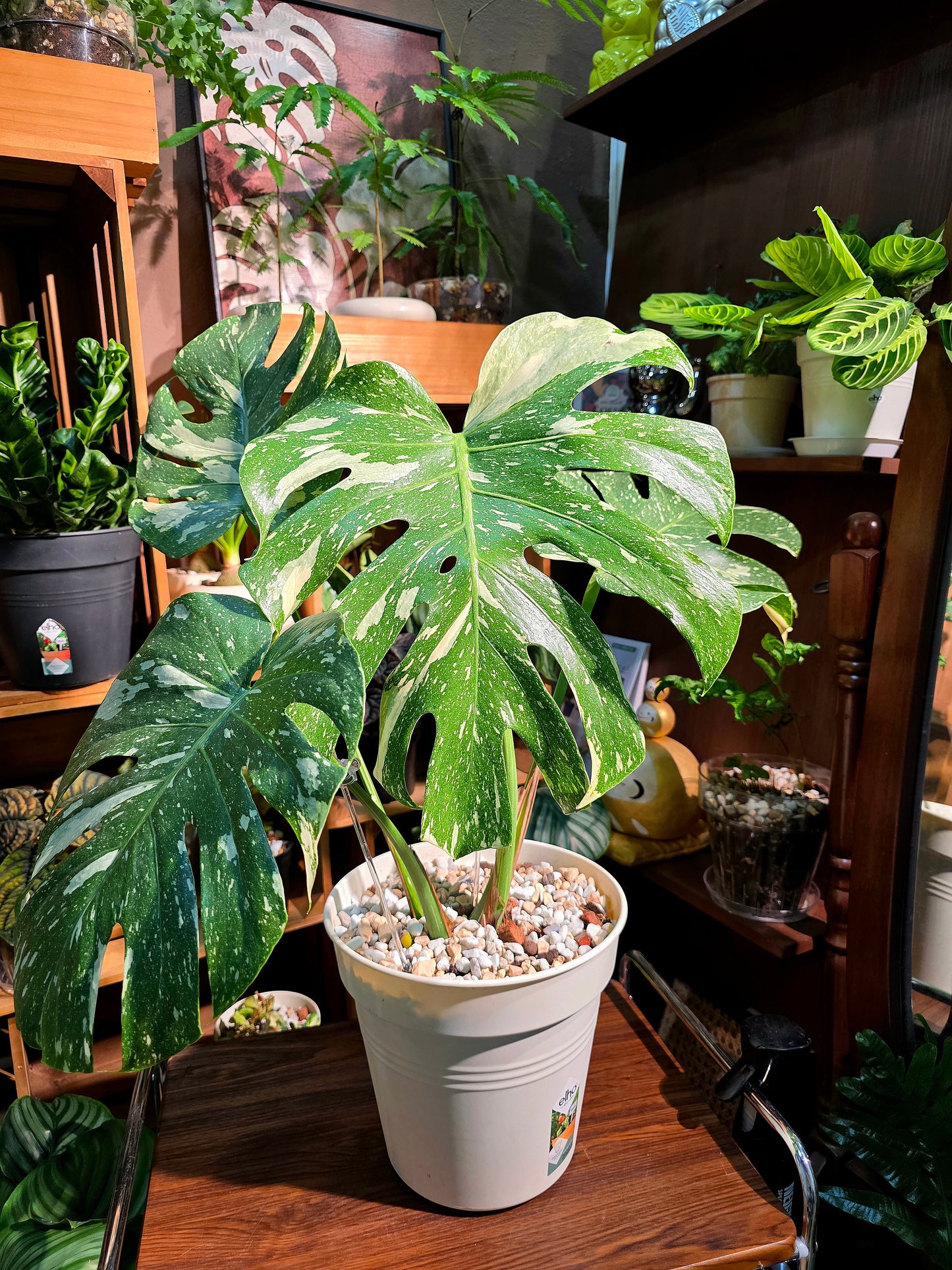 Monstera thai constellation 灑金龜背竹