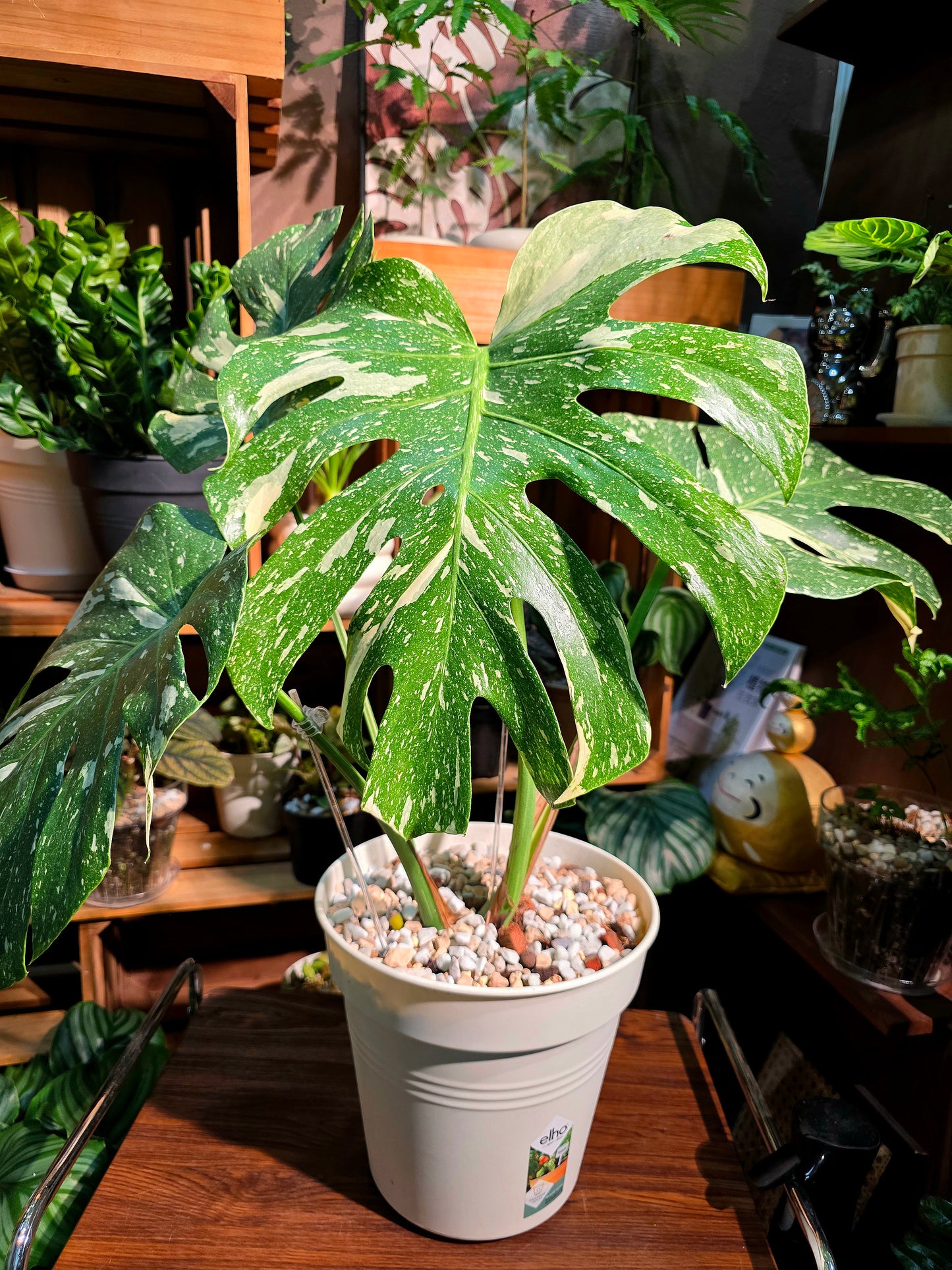 Monstera thai constellation 灑金龜背竹