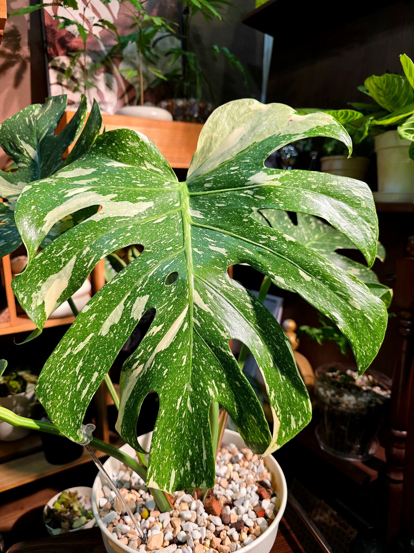 Monstera thai constellation 灑金龜背竹