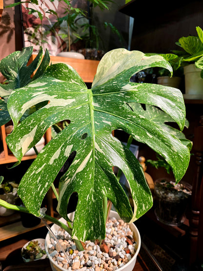 Monstera thai constellation 灑金龜背竹