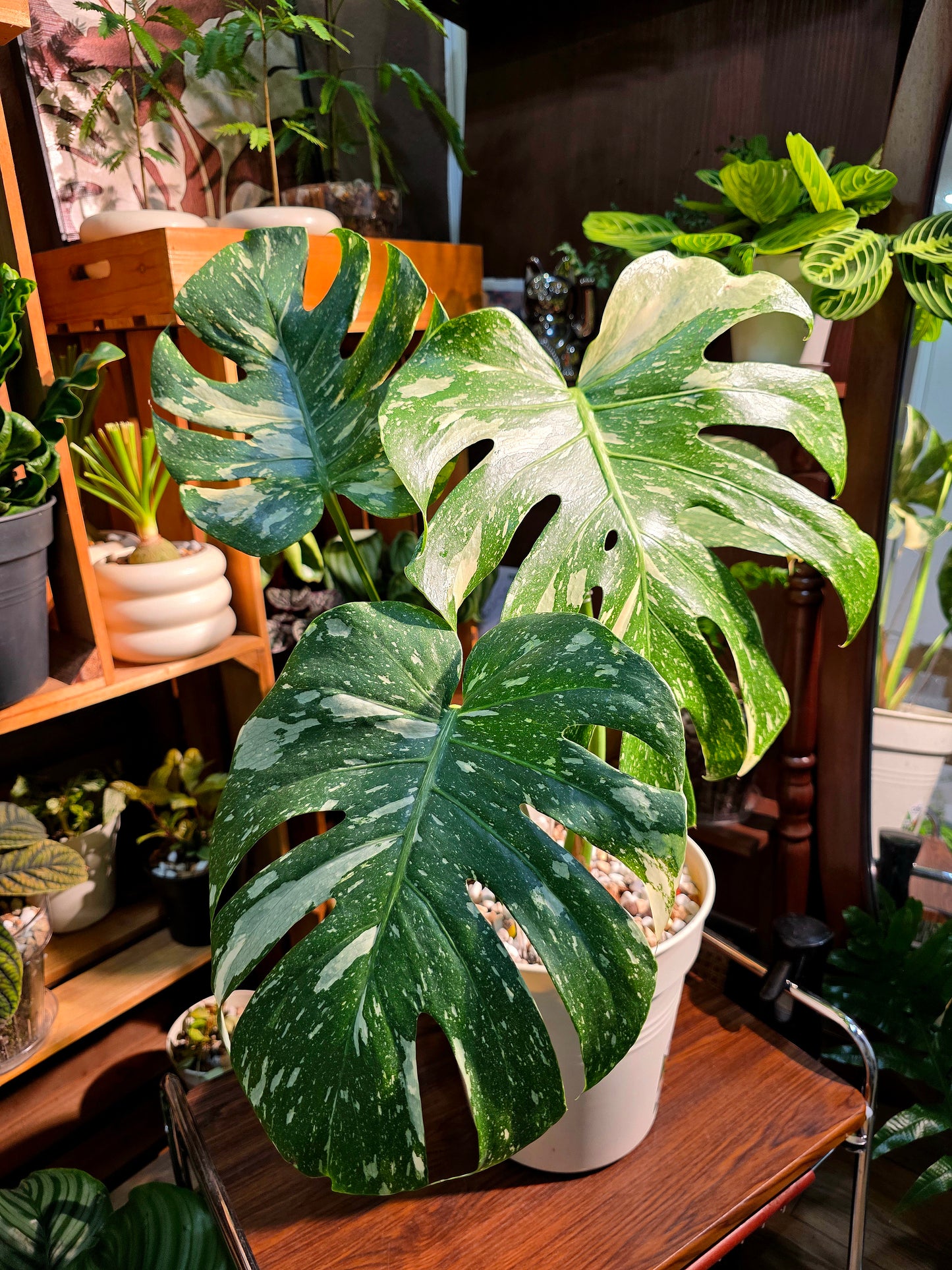 Monstera thai constellation 灑金龜背竹