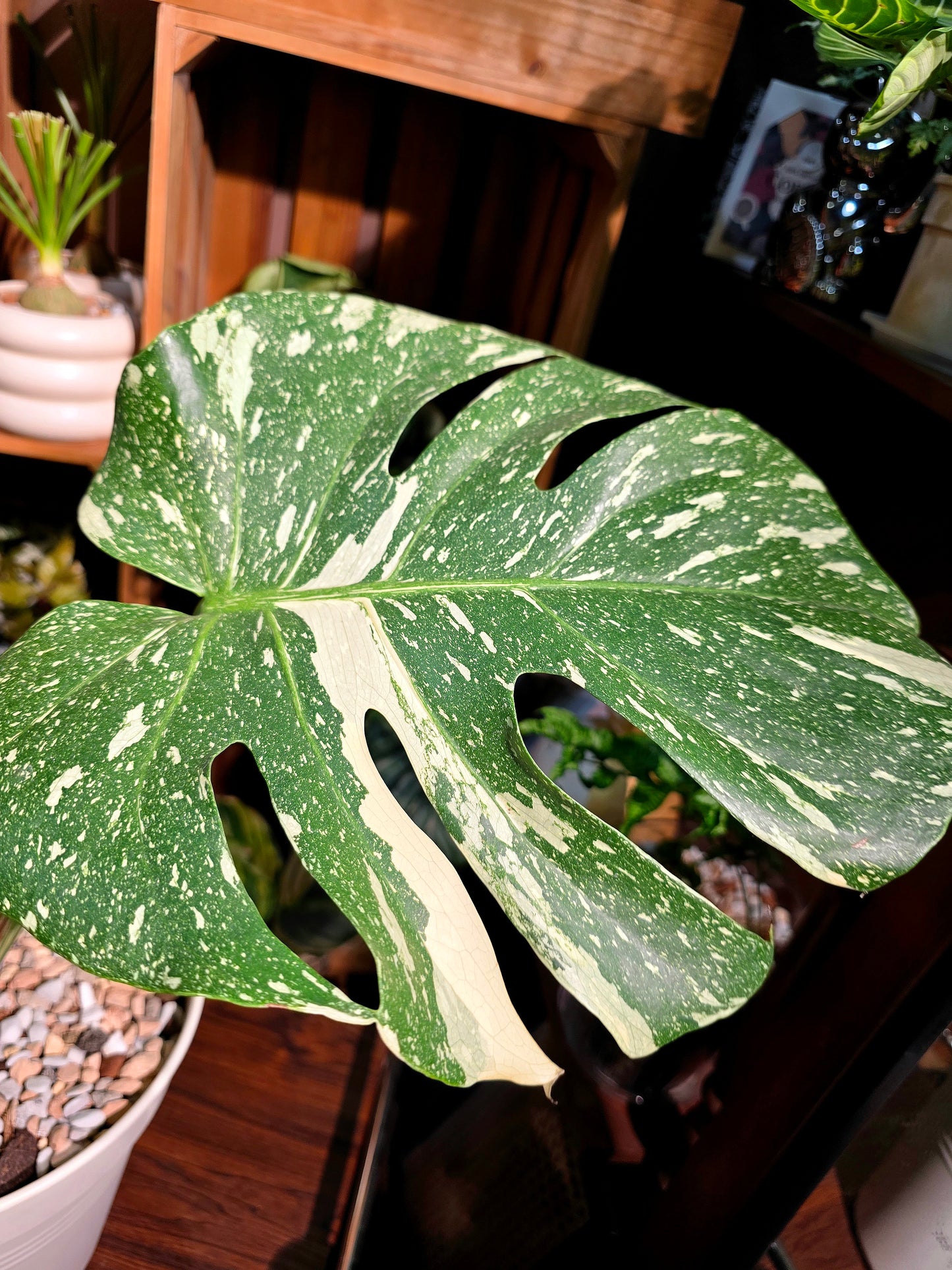 Monstera thai constellation 灑金龜背竹