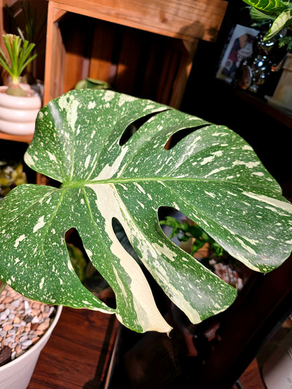 Monstera thai constellation 灑金龜背竹