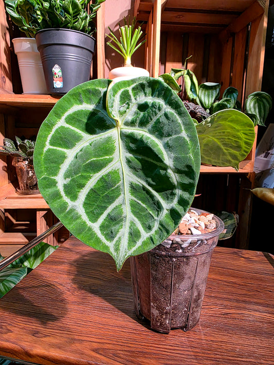 Anthuruium dorayaki x crystallinum