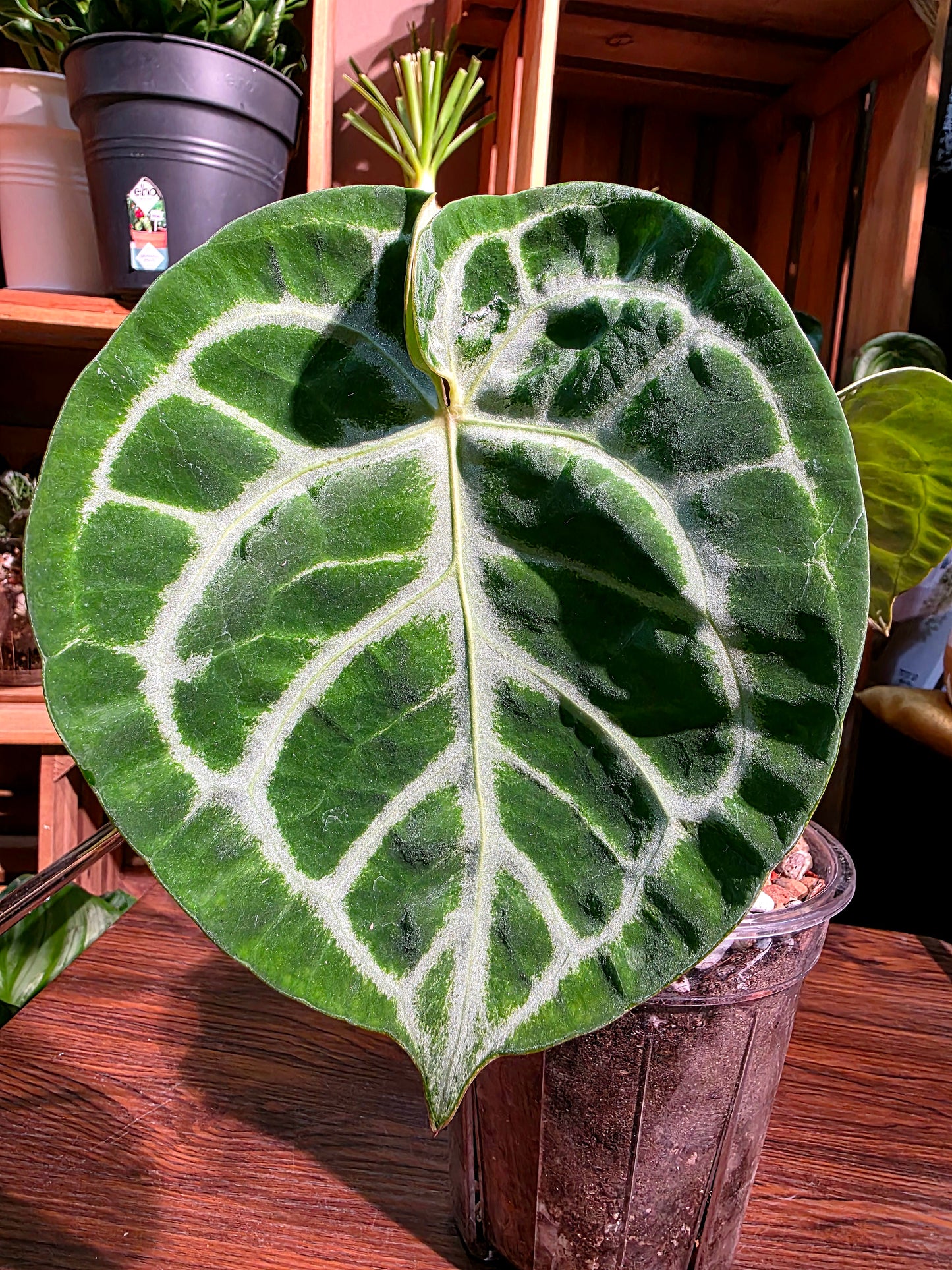 Anthuruium dorayaki x crystallinum