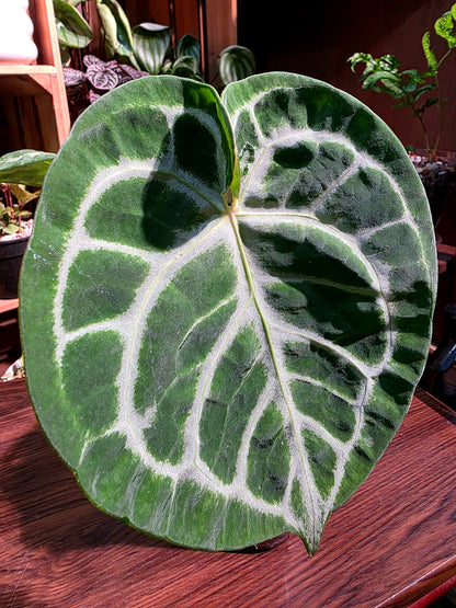 Anthuruium dorayaki x crystallinum