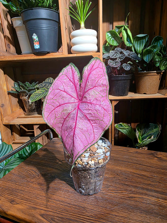 Caladium Annie 安妮彩葉芋