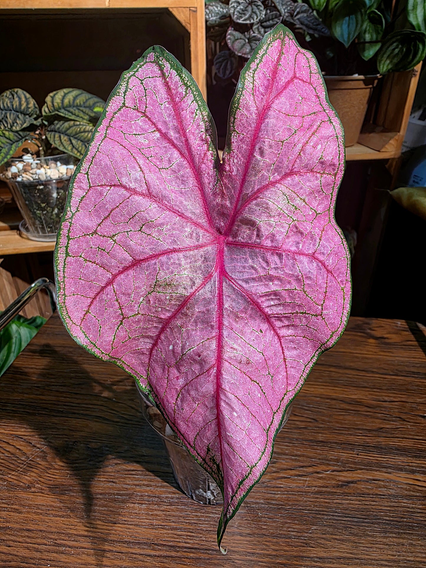 Caladium Annie 安妮彩葉芋