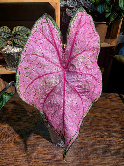 Caladium Annie 安妮彩葉芋