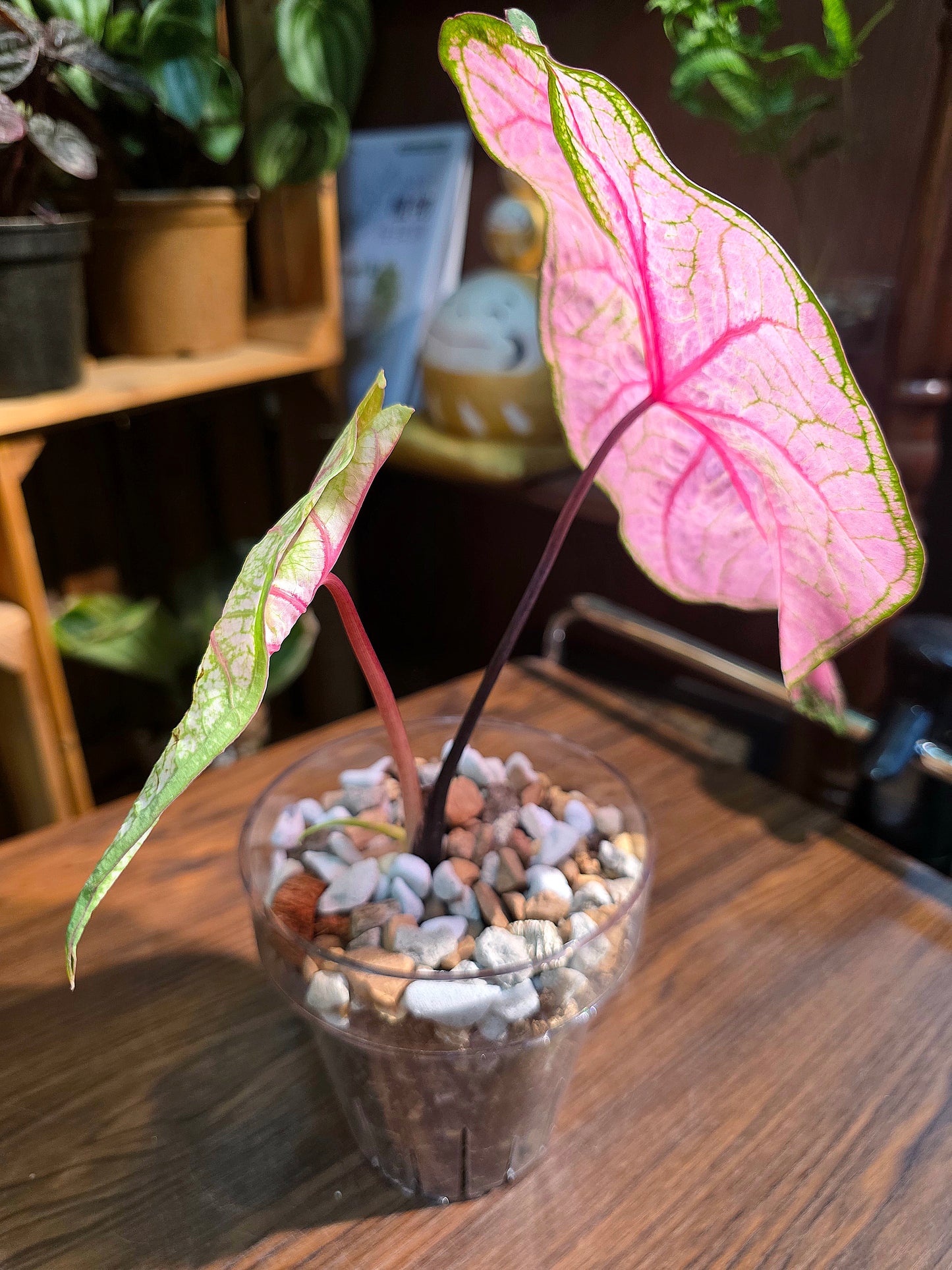 Caladium Annie 安妮彩葉芋