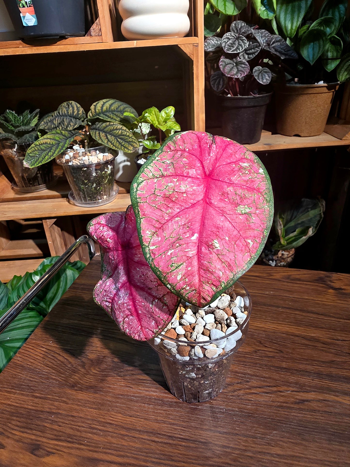 Caladium 輻射彩葉芋