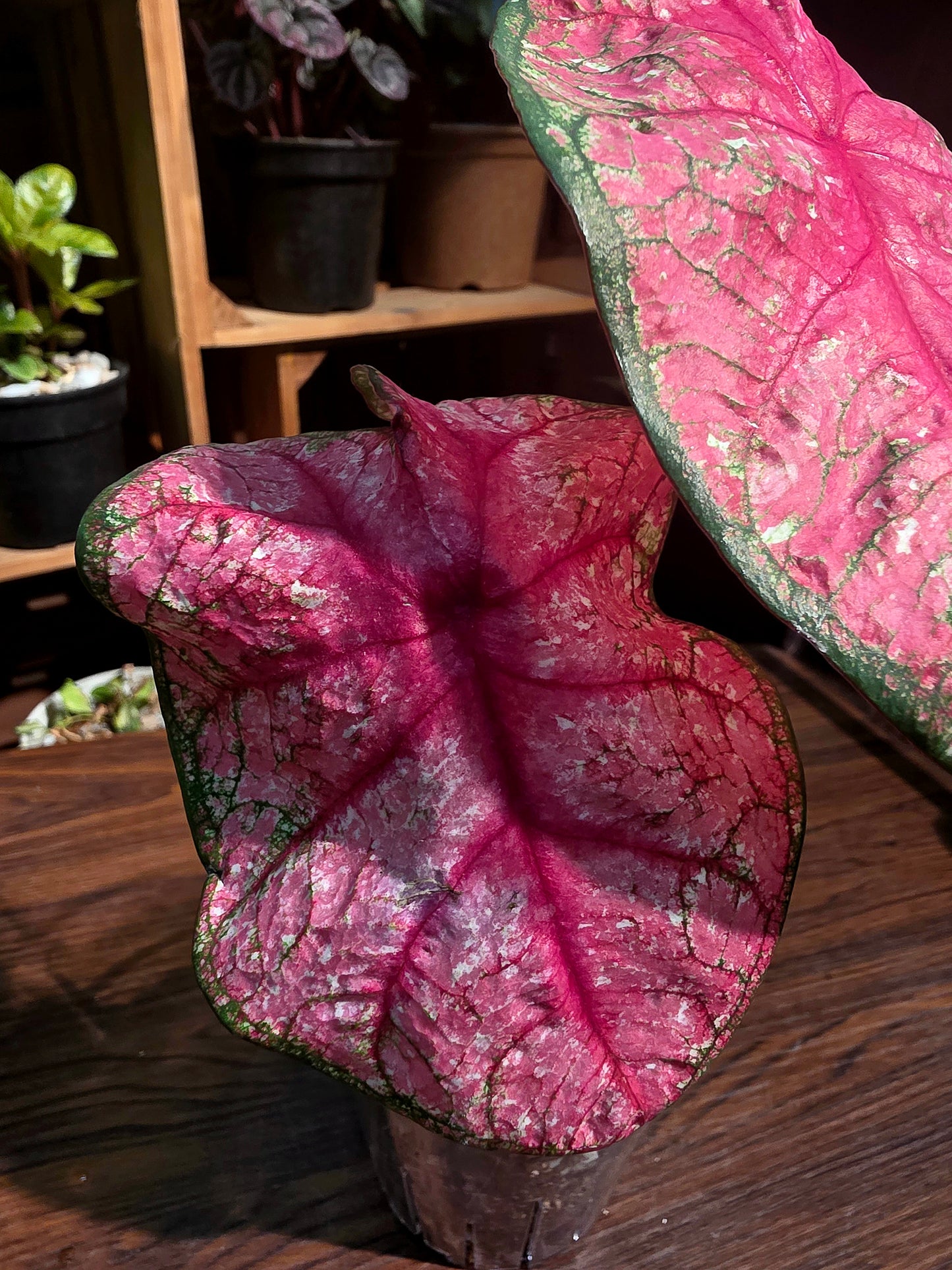 Caladium 輻射彩葉芋