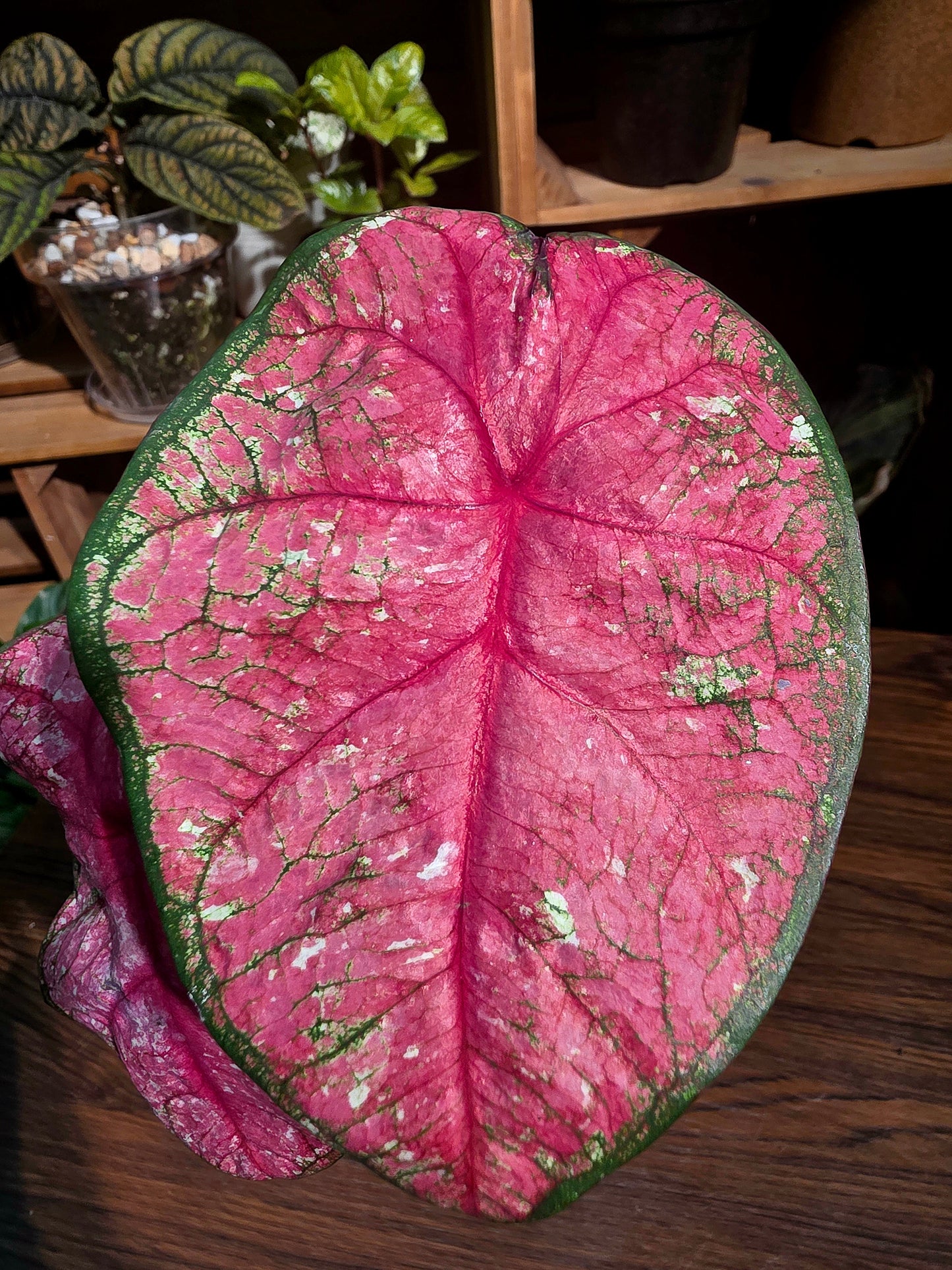 Caladium 輻射彩葉芋