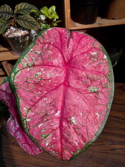 Caladium 輻射彩葉芋