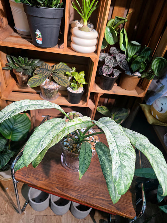 Pholodendron sronco 羽毛錦蔓綠絨