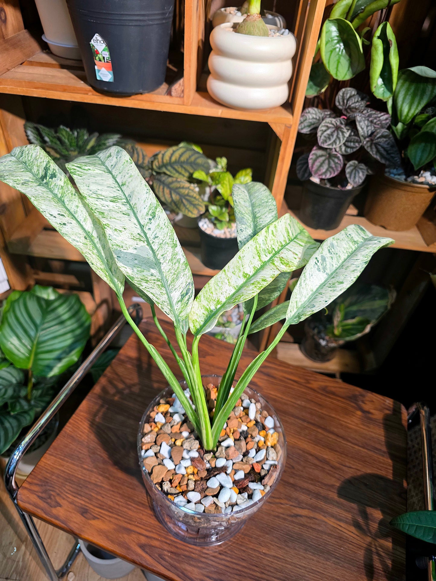 Pholodendron sronco 羽毛錦蔓綠絨