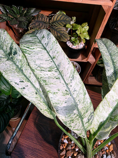 Pholodendron sronco 羽毛錦蔓綠絨