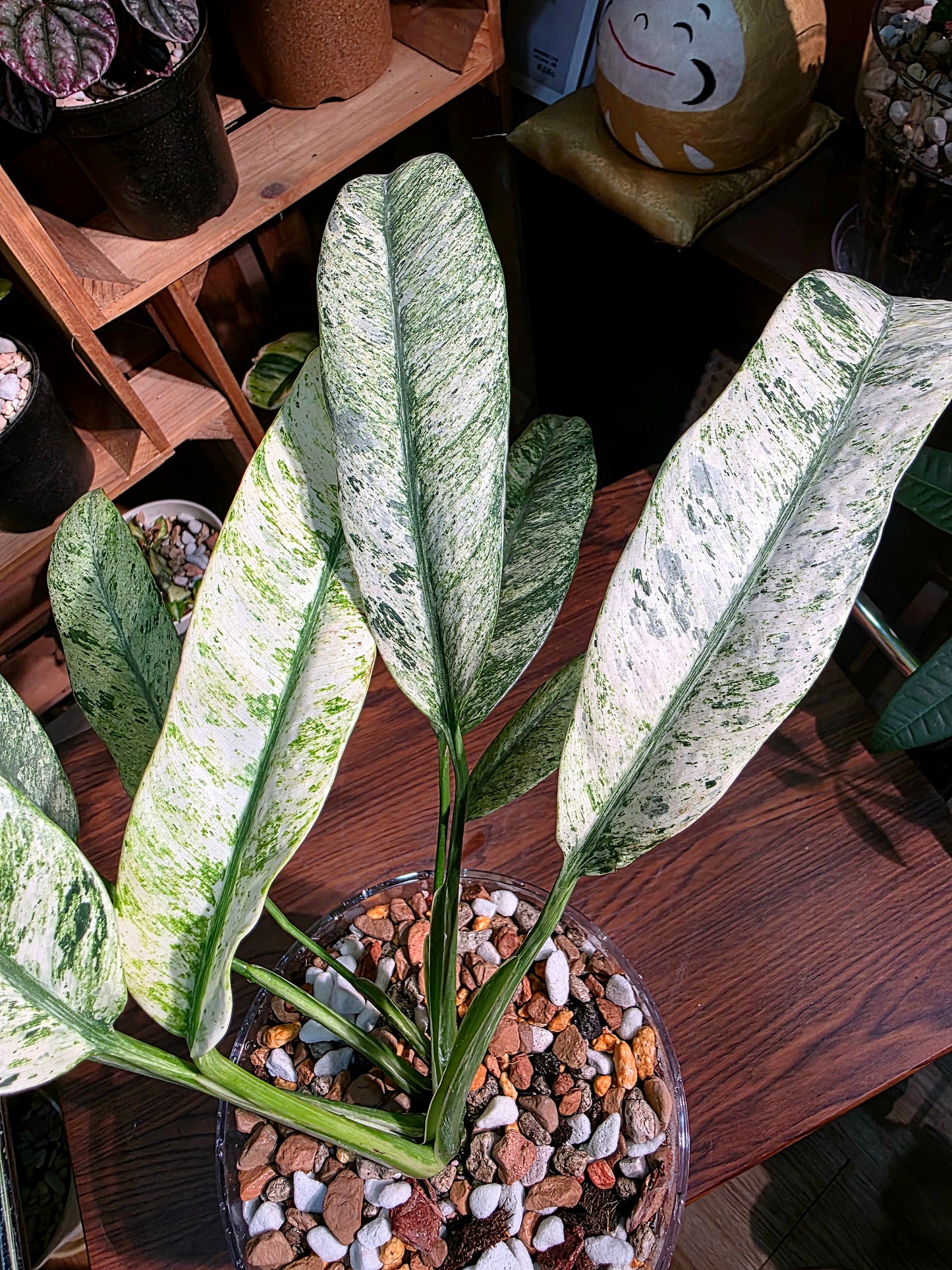 Pholodendron sronco 羽毛錦蔓綠絨