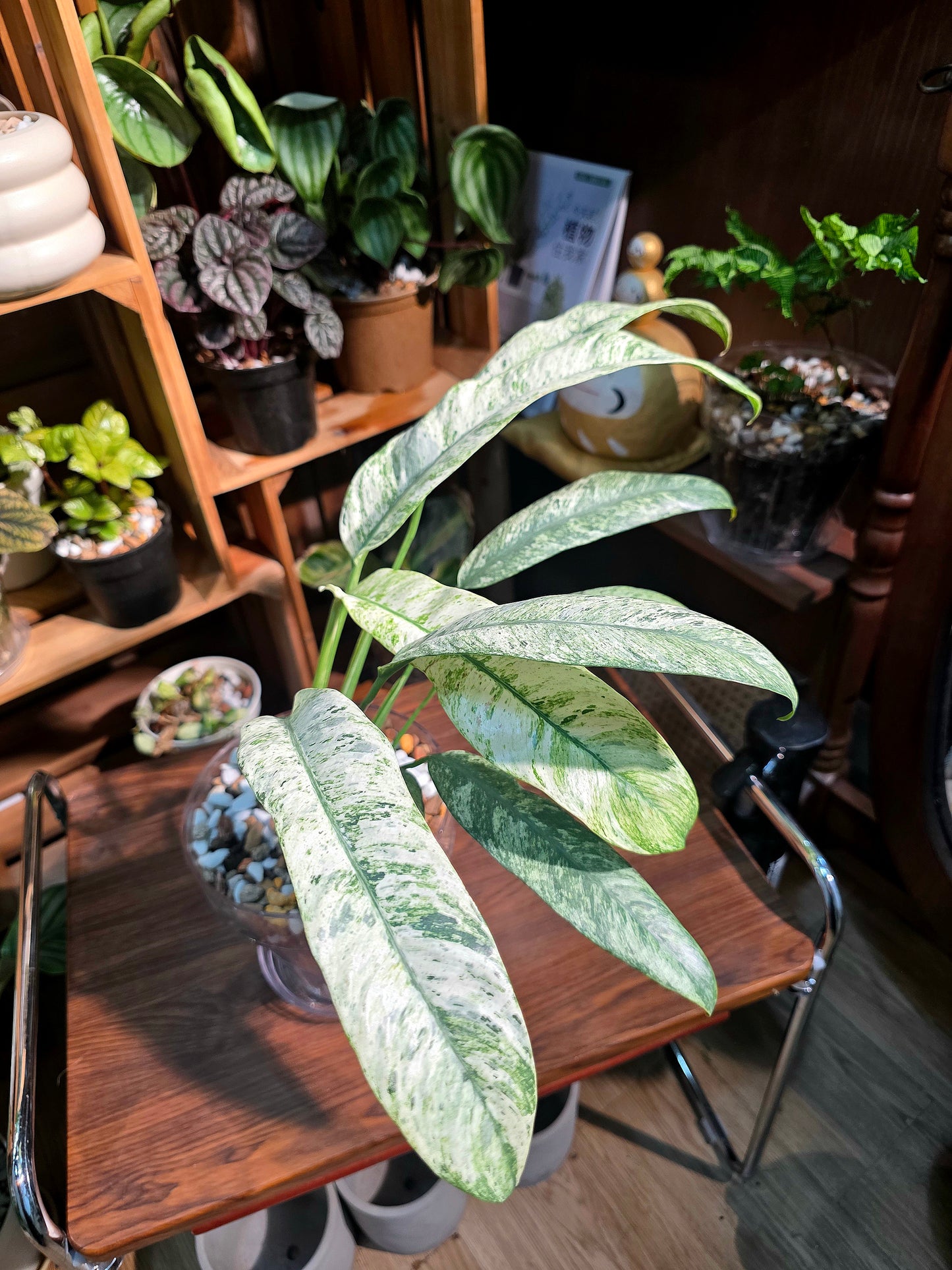 Pholodendron sronco 羽毛錦蔓綠絨