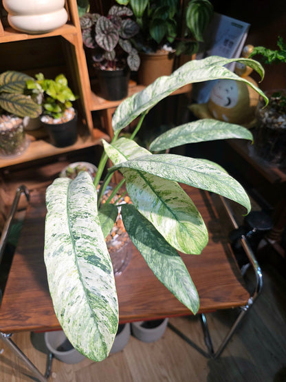 Pholodendron sronco 羽毛錦蔓綠絨
