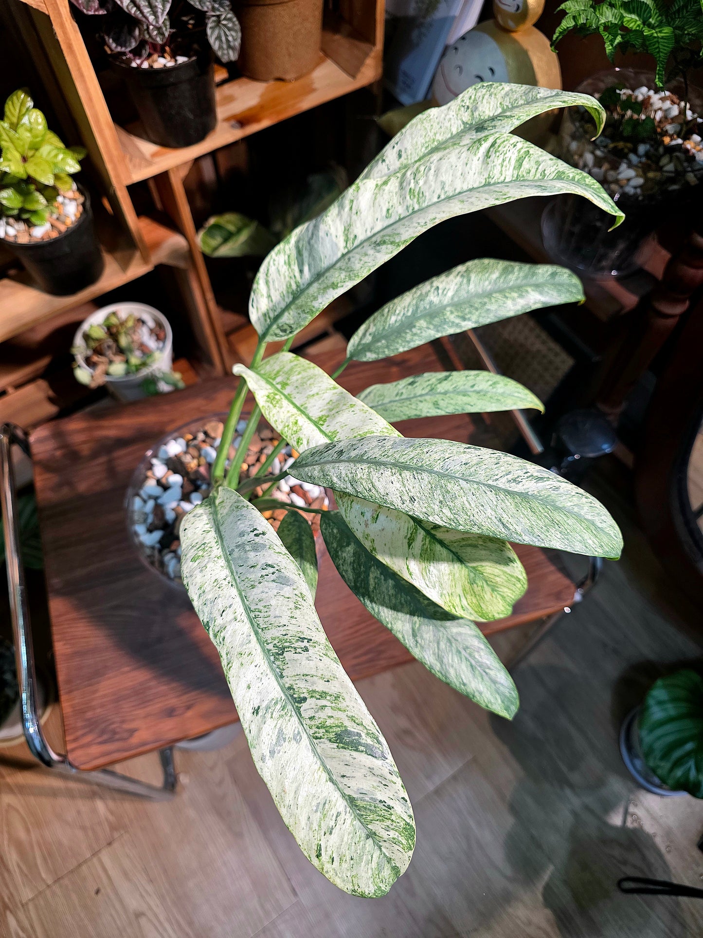 Pholodendron sronco 羽毛錦蔓綠絨