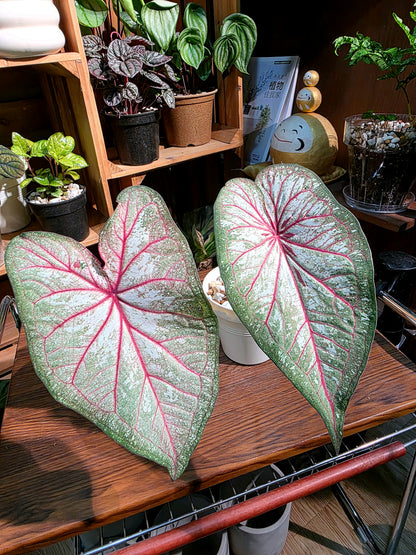 Caladium sp