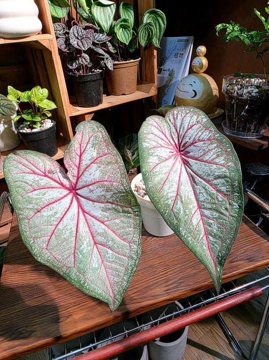 Caladium sp