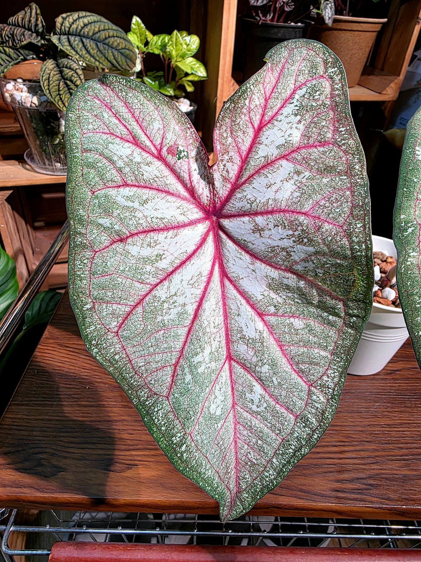 Caladium sp