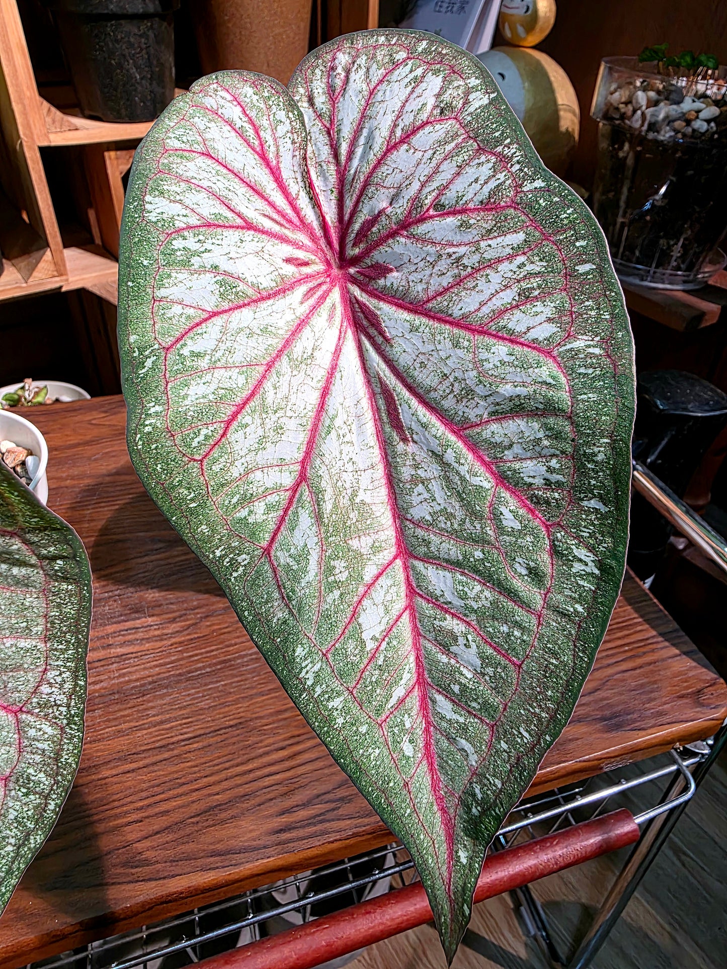 Caladium sp