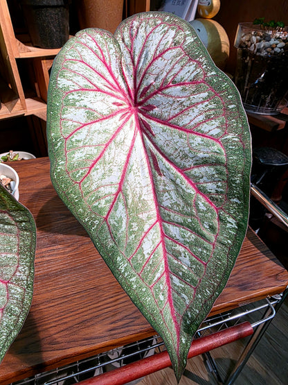 Caladium sp