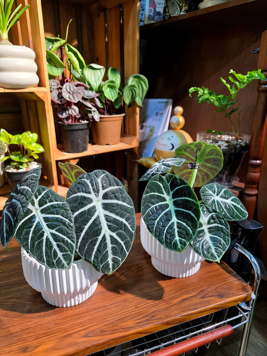 Alocasia ninja 忍者海芋