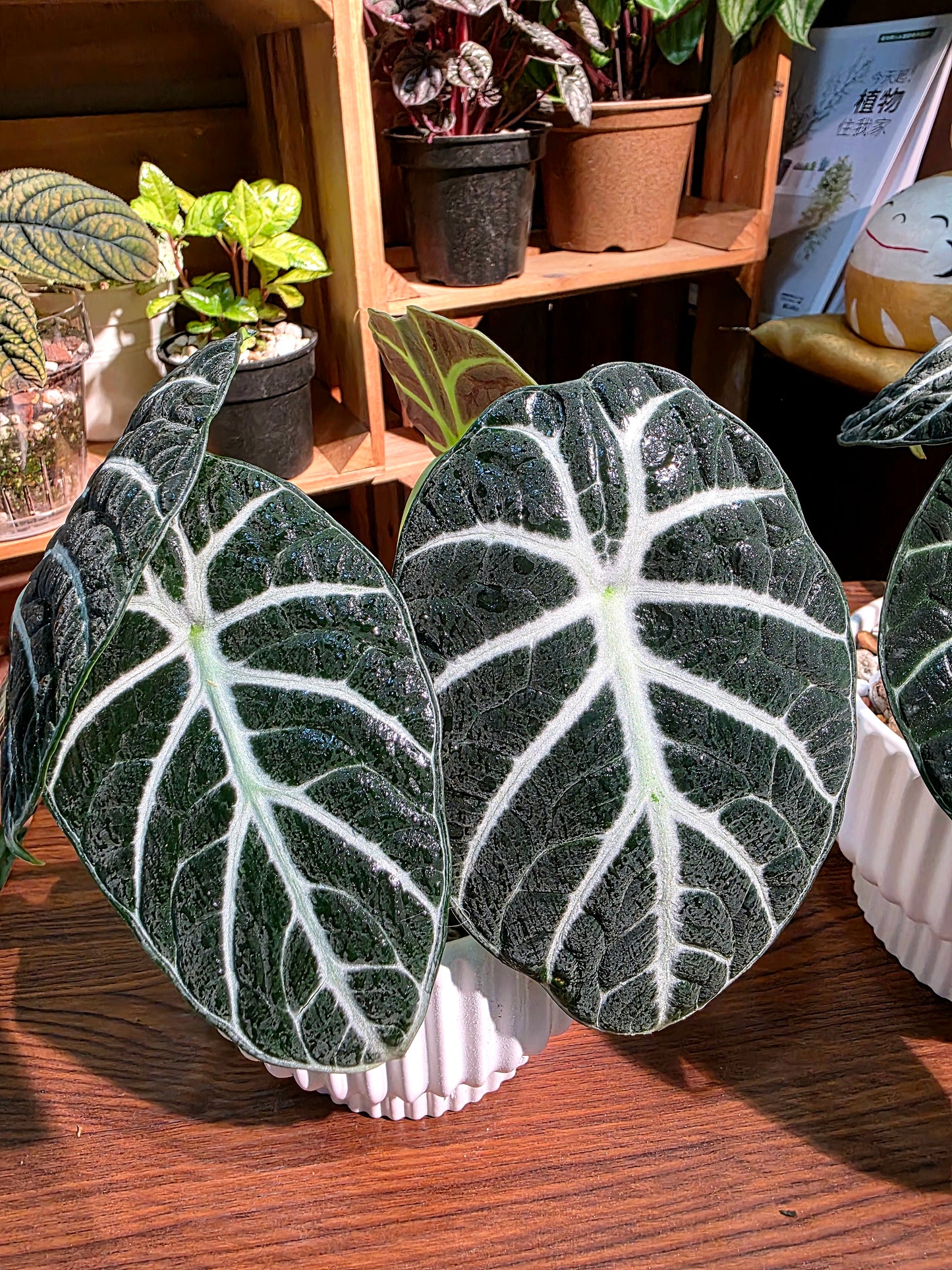 Alocasia ninja 忍者海芋