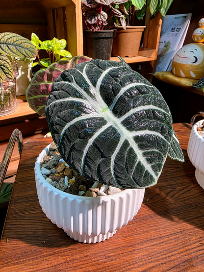 Alocasia ninja 忍者海芋