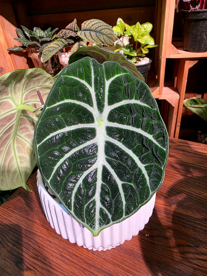 Alocasia ninja 忍者海芋