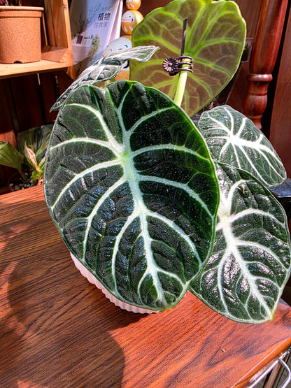 Alocasia ninja 忍者海芋