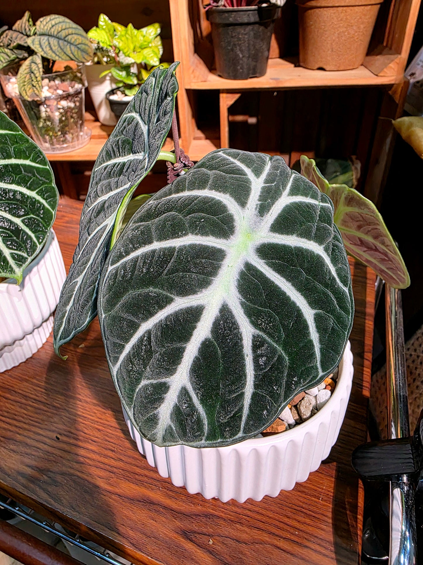 Alocasia ninja 忍者海芋