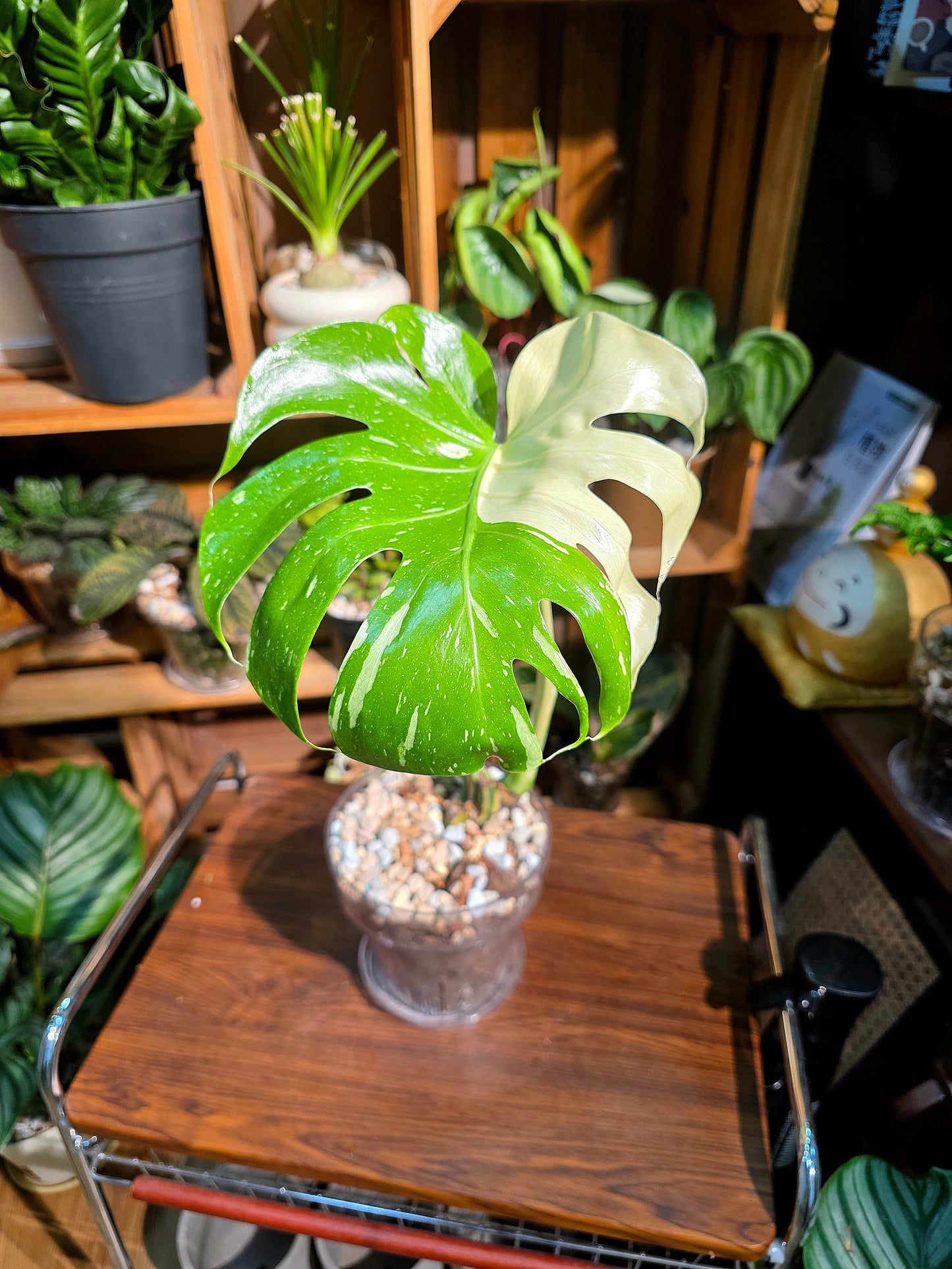 Monstera thai constellation 灑金龜背竹