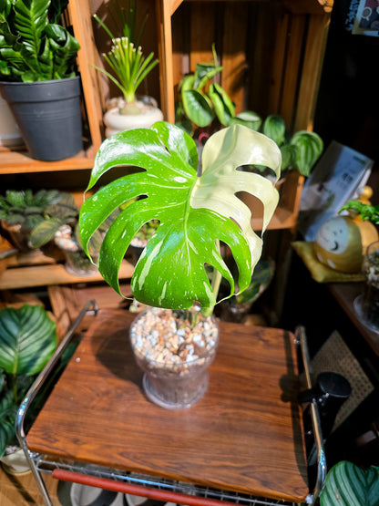 Monstera thai constellation 灑金龜背竹
