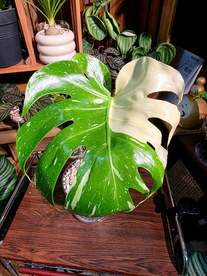 Monstera thai constellation 灑金龜背竹