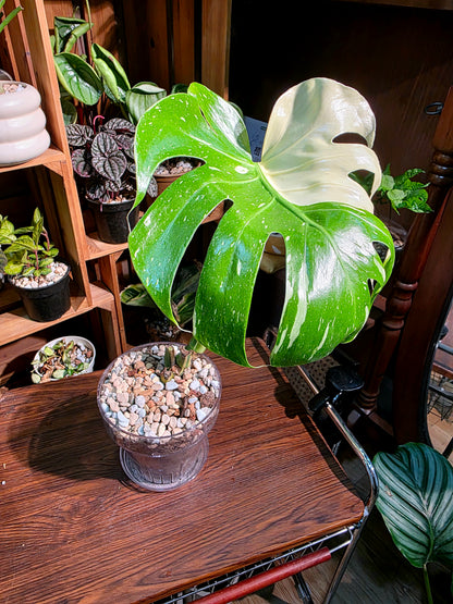 Monstera thai constellation 灑金龜背竹