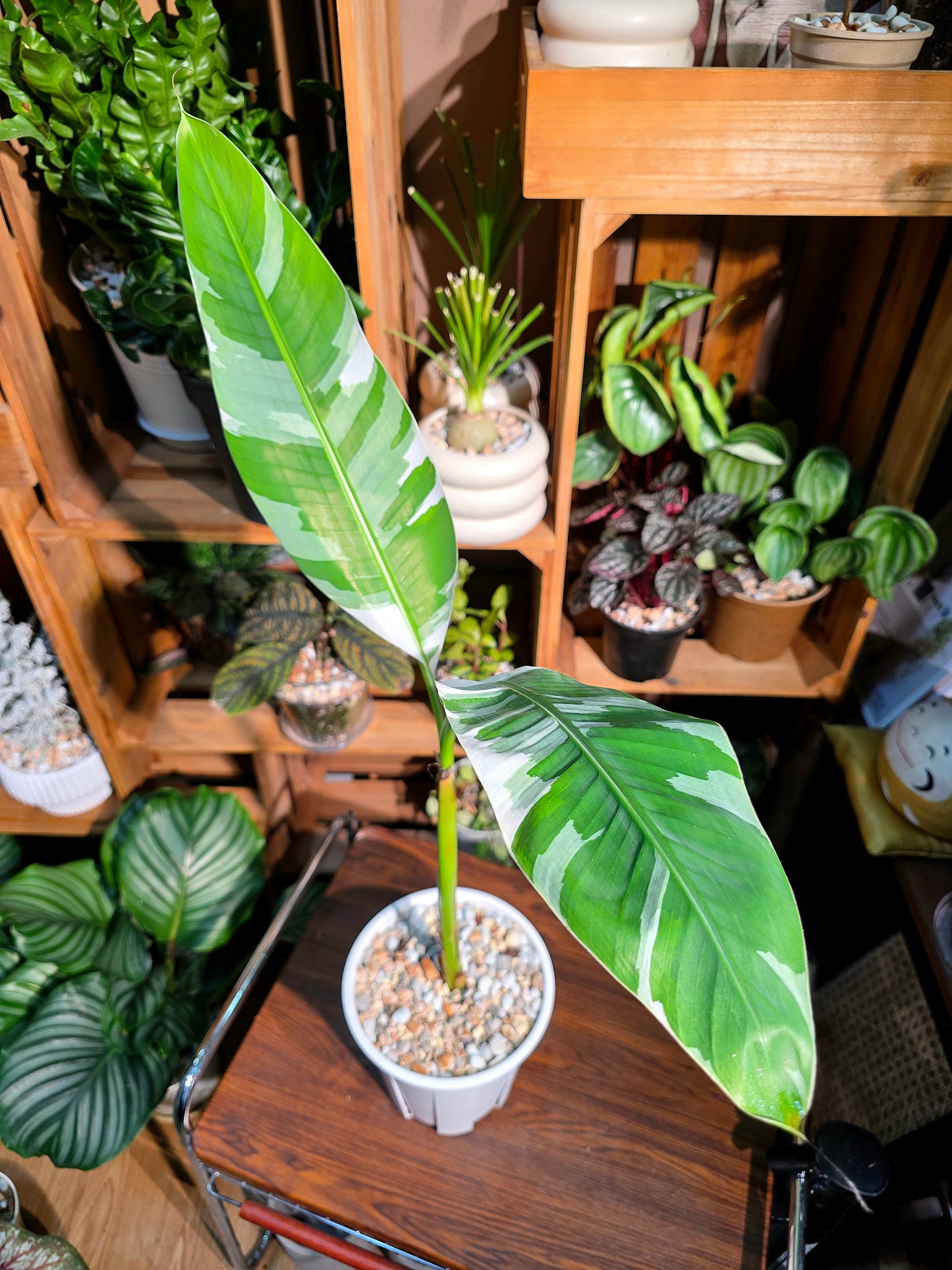 Musa ae ae 夏威夷彩雲蕉