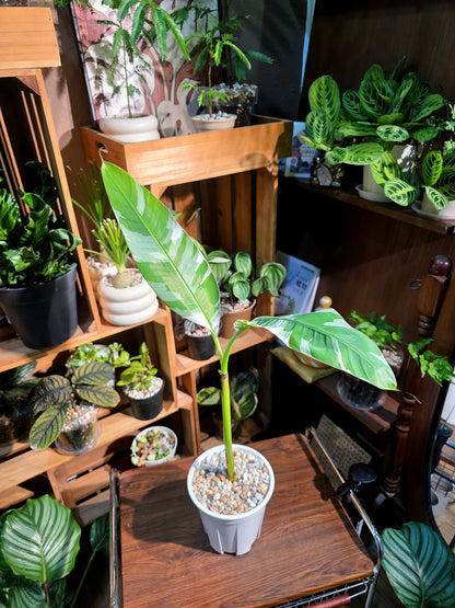 Musa ae ae 夏威夷彩雲蕉
