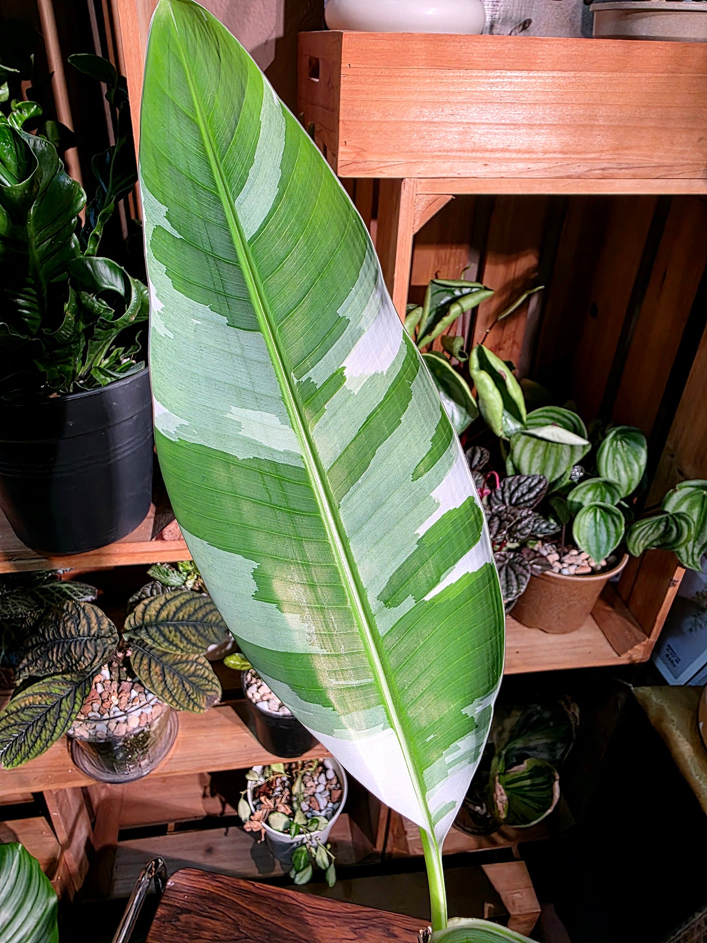 Musa ae ae 夏威夷彩雲蕉