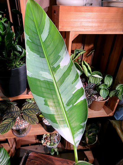 Musa ae ae 夏威夷彩雲蕉