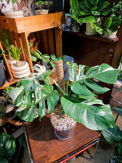 Monstera albo variegated 白斑龜背竹