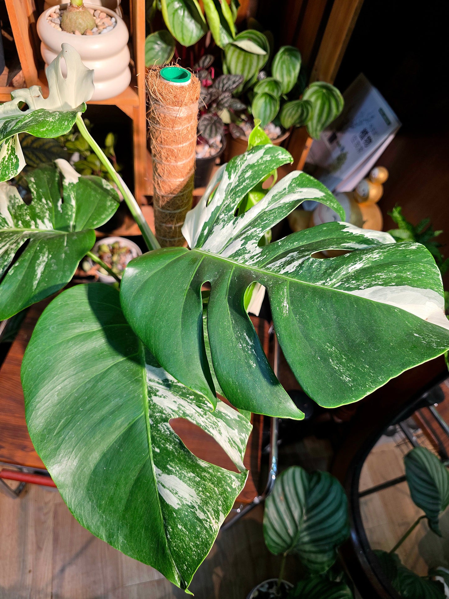 Monstera albo variegated 白斑龜背竹