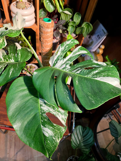 Monstera albo variegated 白斑龜背竹